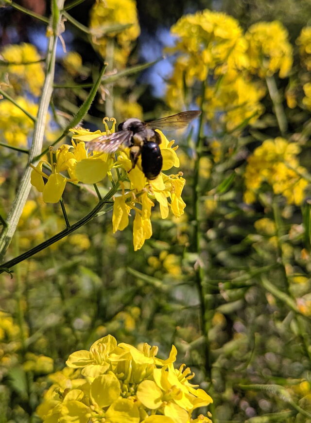 Blaue Holzbiene auf gelber Rapsblüte